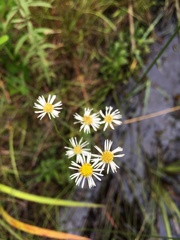 Erigeron vernus