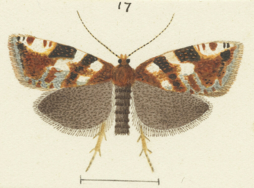Harmologa speciosa