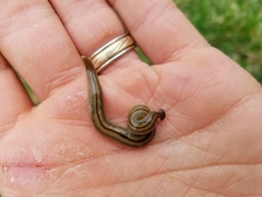 Bipalium pennsylvanicum