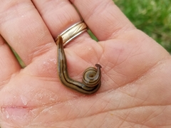 Bipalium pennsylvanicum