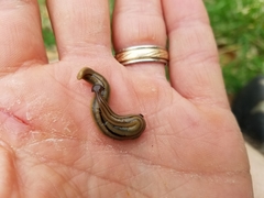 Bipalium pennsylvanicum