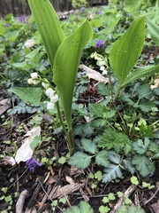 Convallaria