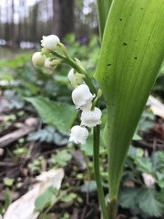 Convallaria