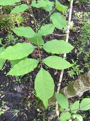 Fraxinus caroliniana