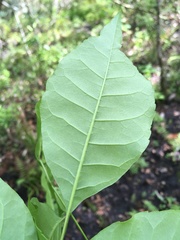 Fraxinus caroliniana