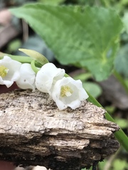 Convallaria