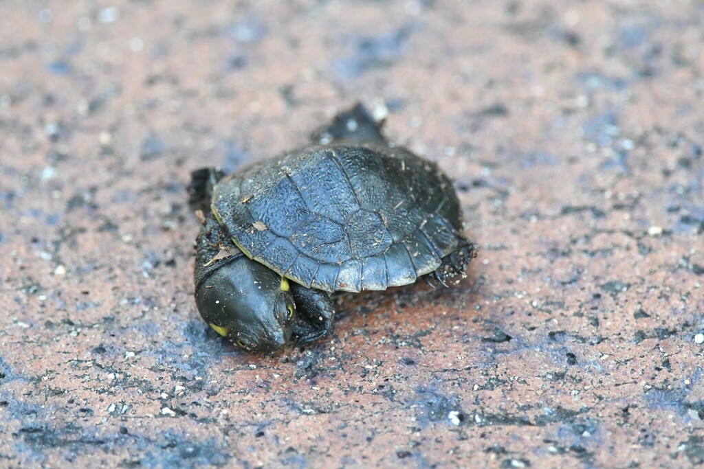 Eastern Saw-shelled Turtle from Noosa Botanic Gardens, Lake MacDonald ...