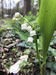 Convallaria