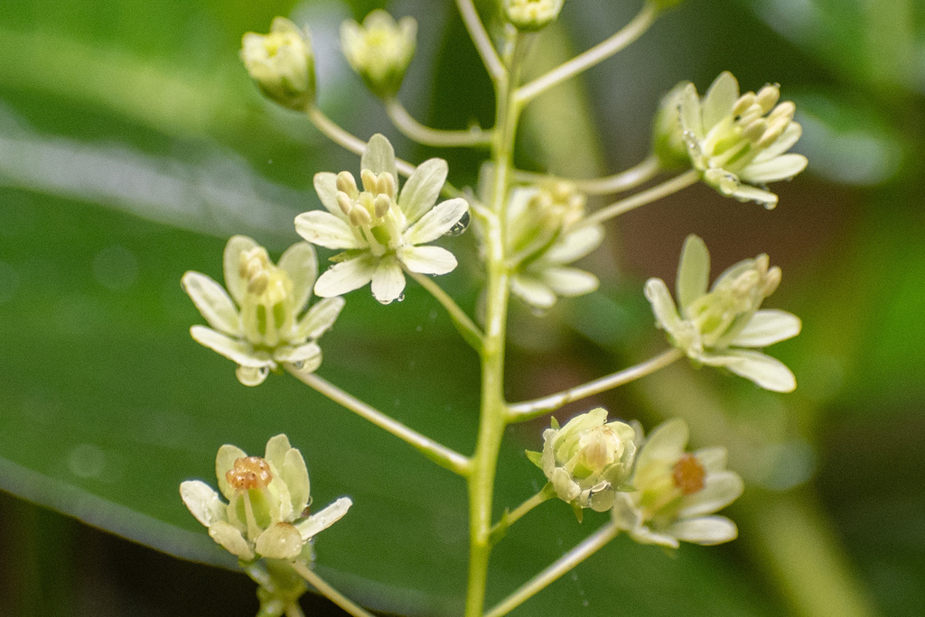Tovaria pendula