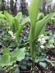 Convallaria