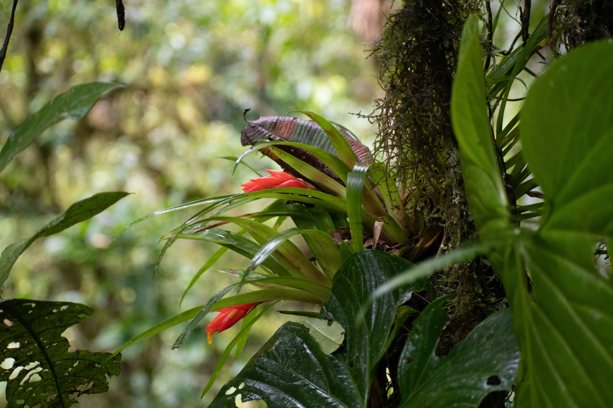 Imagem de Guzmania