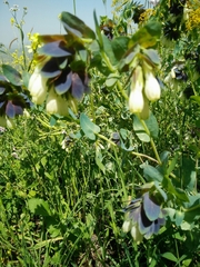 Cerinthe palaestina
