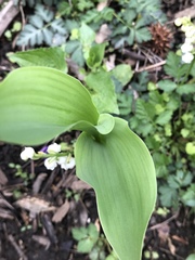 Convallaria