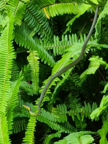 Common Tree Snake sighting