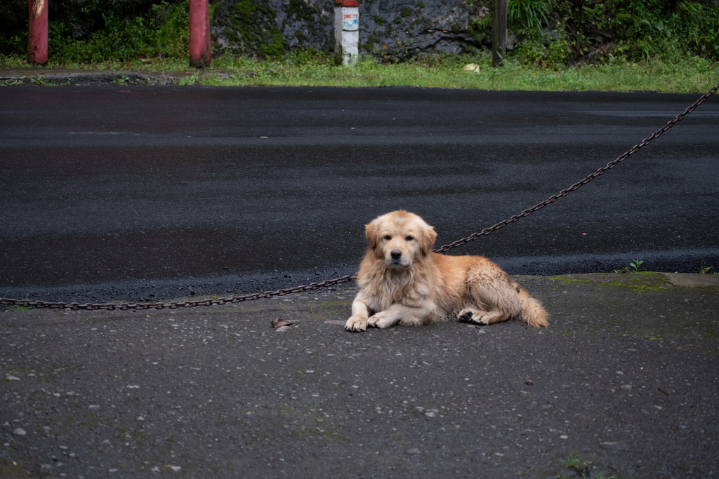 Domestic Dog From Metropolitan District Of Quito Ecuador On January 3   Large 