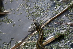 Thamnophis sirtalis