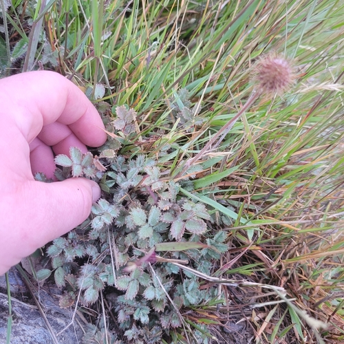 Image of Acaena caesiiglauca by (c) Julia Palmer, some rights reserved (CC BY-SA)