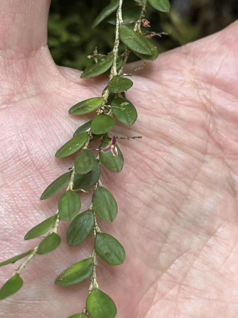 Andinia pendens