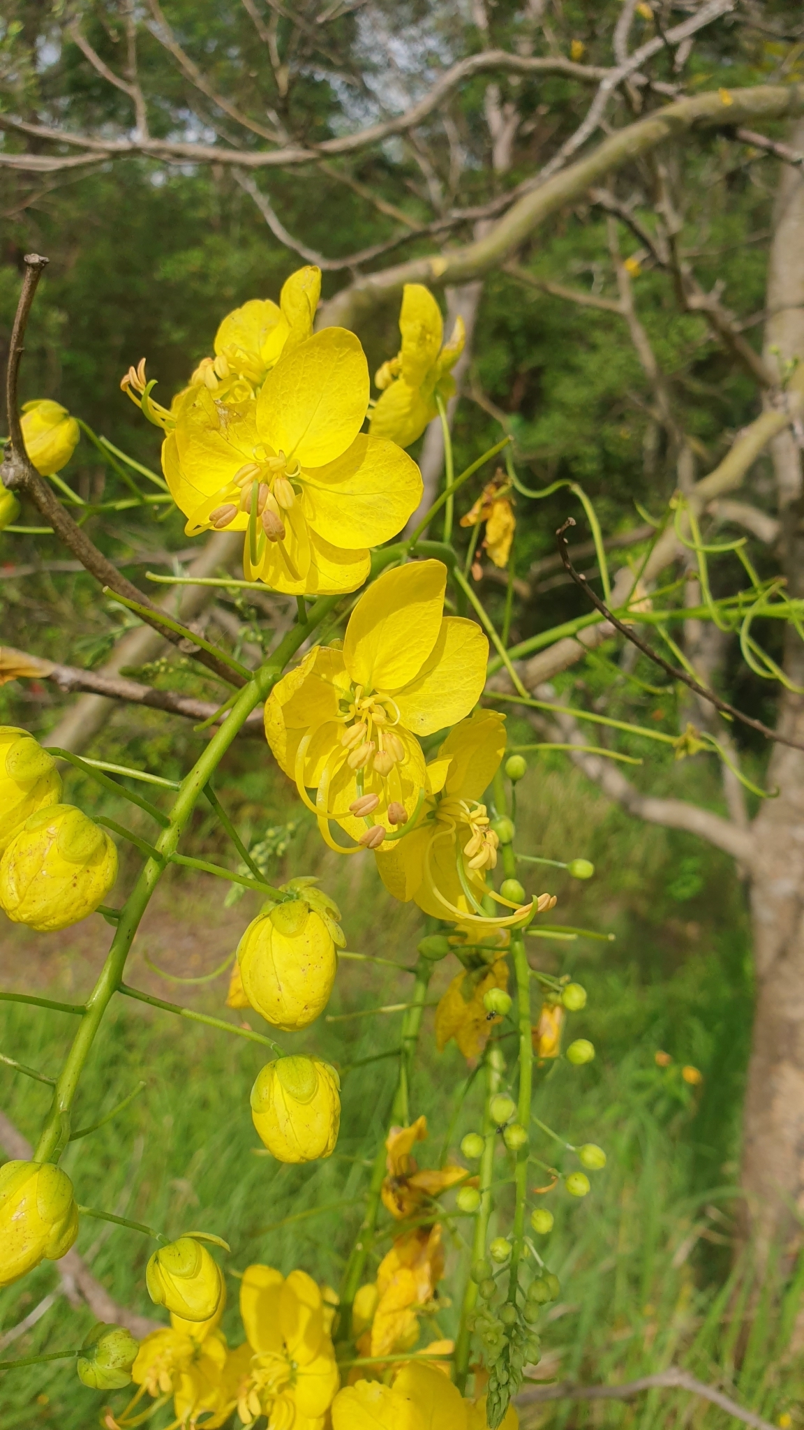Imagem de Chuva-de-ouro