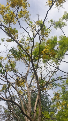 Foto de Chuva-de-ouro