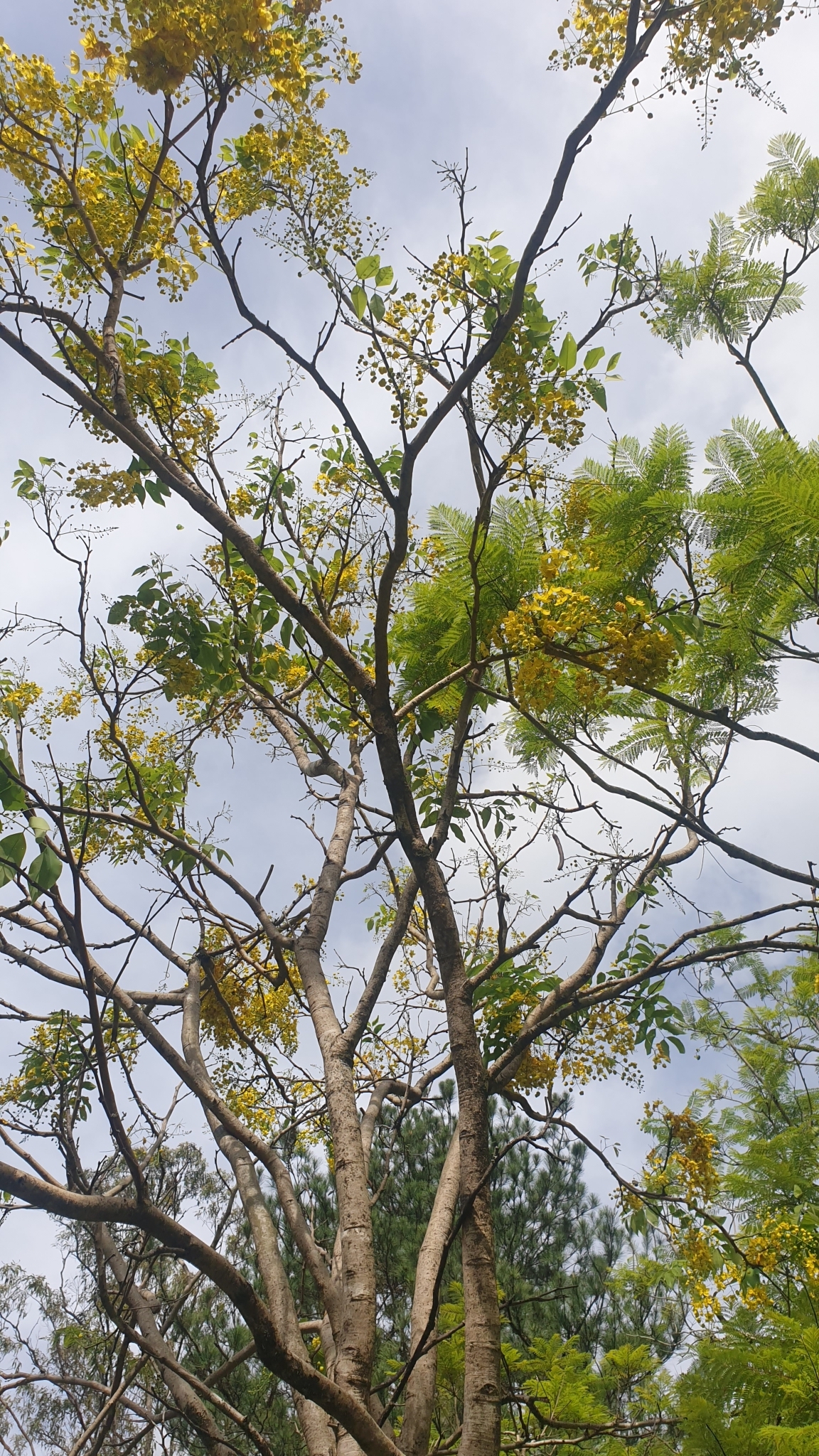 Imagem de Chuva-de-ouro