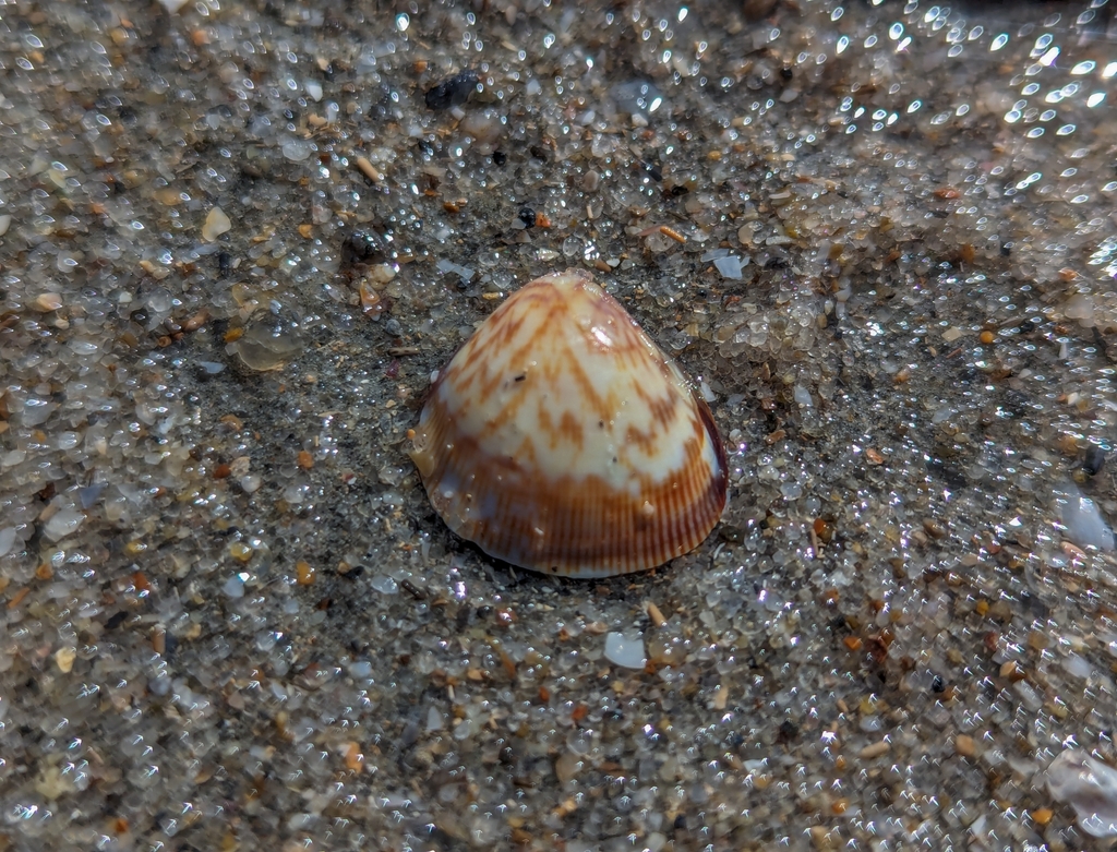 Laevicardium brasilianum