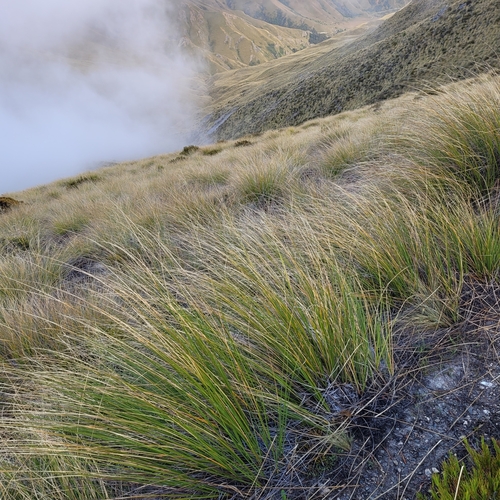 Image of Chionochloa rigida by (c) Julia Palmer, some rights reserved (CC BY-SA)