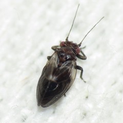 Ceanothia essigi