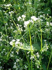 Galium pisiferum