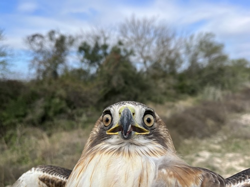 Red-tailed Hawk photographed in Texas
