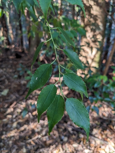 Symplocos myrtacea iNat (3)