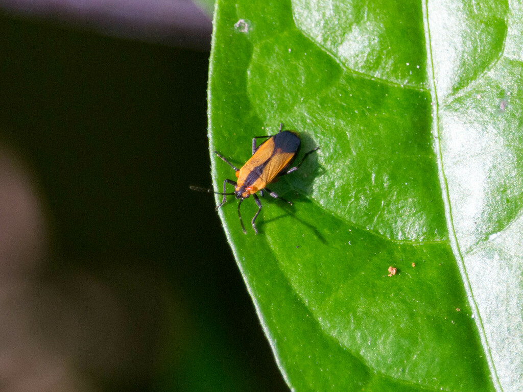 Acroleucus nigrovittatus