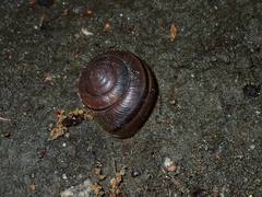 Helminthoglypta traskii