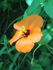 Papaver heterophyllum