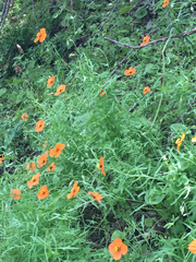 Papaver heterophyllum