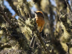 Rufous-Browed Chat-Tyrant photo 3