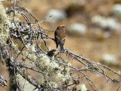 Rufous-Browed Chat-Tyrant photo 2