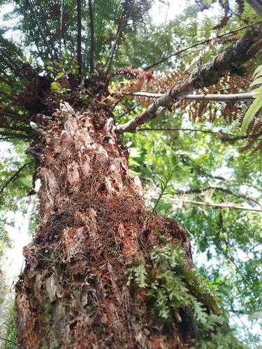 Foto de Pinheiro-do-Paraná
