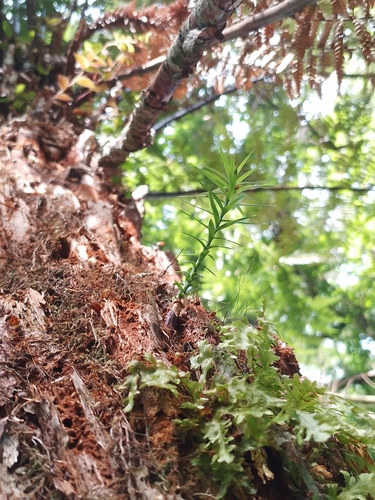 Foto de Pinheiro-do-Paraná