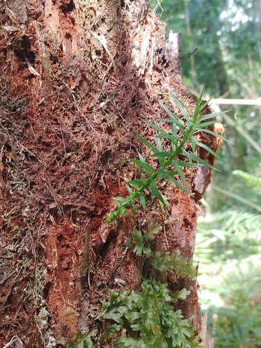 Foto de Pinheiro-do-Paraná