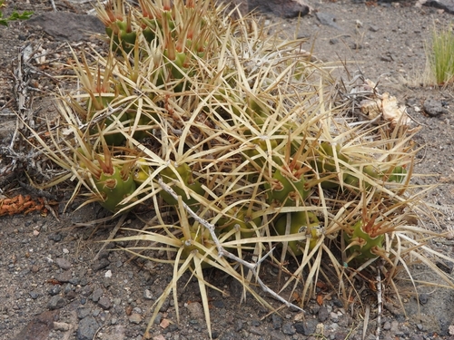 Maihueniopsis platyacantha