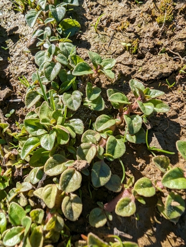 California Pigweed (Amaranthus californicus)