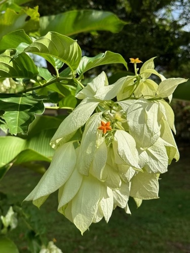 Foto de Mussaenda