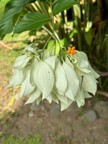 Mussaenda