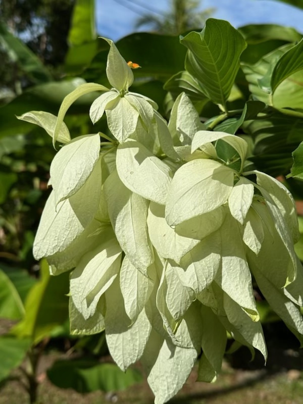 Imagem de Mussaenda
