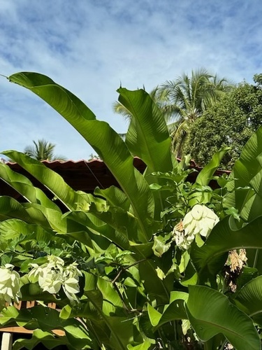 Foto de Mussaenda