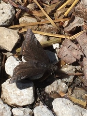 Erynnis brizo