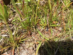 Xyris brevifolia