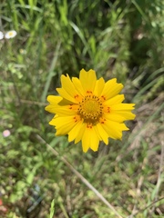 Coreopsis nuecensis