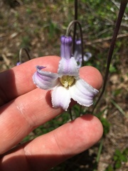Clematis baldwinii